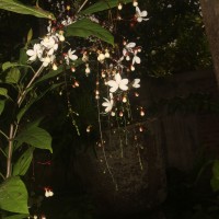 Clerodendrum smitinandii Moldenke